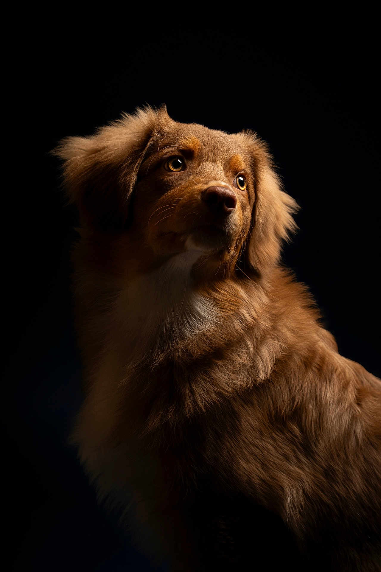 Vaïa a rejoint le concours — aidez-le/la à gagner de superbes lots ! dog, canine, pet, fluffy, brown_fur, portrait, studio_lighting, dark_background, animal, looking_away, expressive_eyes, fur_texture, mammal, domestic_animal, side_view, close_up, soft_light, adorable, calm, majestic