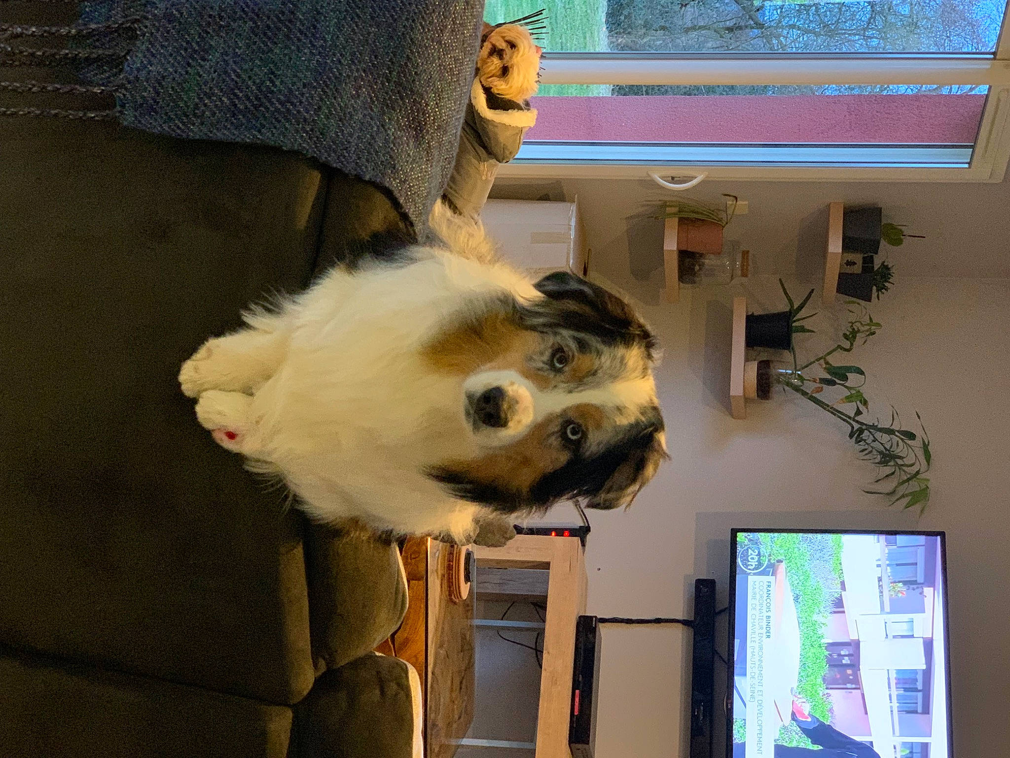 Soya a rejoint le concours — aidez-le/la à gagner de superbes lots ! canidae, carnivore, companion_dog, display_device, dog, dog_breed, fur, machine, room, skull, snout, sporting_group, visual_arts, working_animal