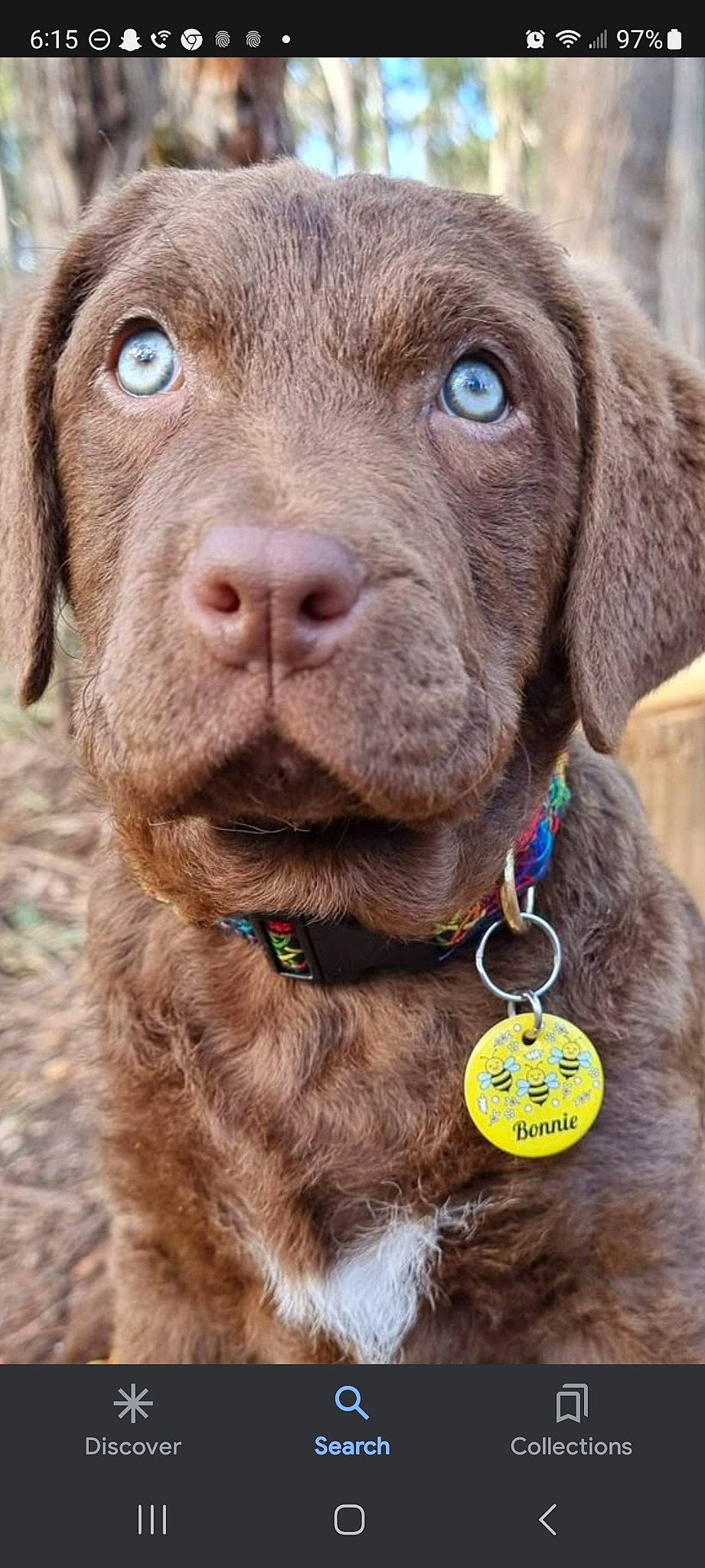 Rufus is registered to the contest to win money with this photo: carnivore, collar, companion_dog, dog, dog_breed, dog_collar, fashion_accessory, fawn, fur, green, gun_dog, leash, liver, pet_supply, retriever, sculpture, snout, sporting_group, whiskers, working_animal