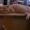 cat, orange_cat, sleeping, relaxed, feline, pet, indoor, wooden_table, fur, paw, tail, home, floor, toy, stuffed_animal, cabinet, casual, resting, cozy, domestic_animal