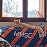 cat, indoor, couch, blanket, window, orange_cat, furniture, decor, plush, relaxed, animal, pet, domestic_cat, pattern, cheetah_figure, daylight, wooden_window_frame, resting, living_room, cozy
