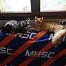 cat, tabby_cat, orange_cat, window, blanket, indoor, pet, animal, resting, fur, whiskers, sunlight, cozy, home, comfort, domestic_animal, two_cats, relaxation, feline, colorful