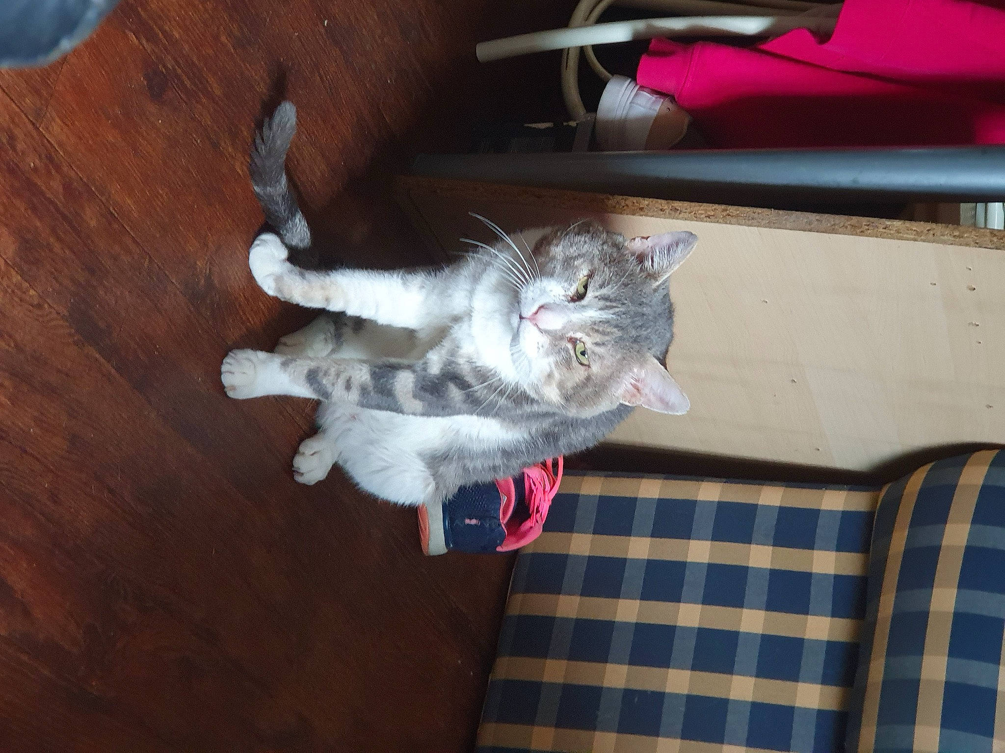 Vanille participe au concours pour gagner de l'argent avec cette photo : carnivore, cat, comfort, domestic_short_haired_cat, felidae, flooring, fur, grey, hardwood, lap, pattern, paw, plaid, room, small_to_medium_sized_cats, tail, tartan, vehicle, whiskers, wood