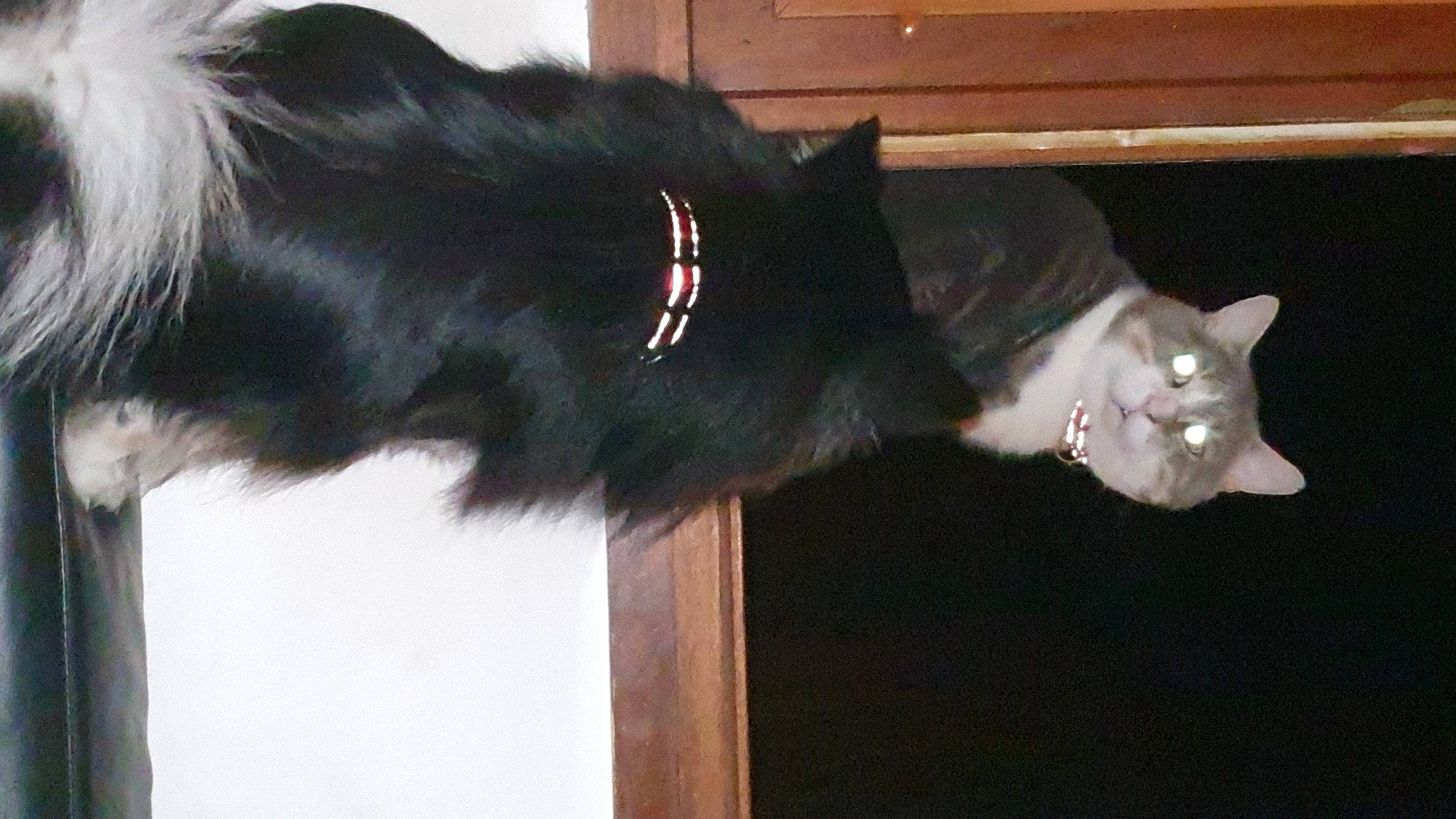 Vanille participe au concours pour gagner de l'argent avec cette photo : black_cat, canidae, carnivore, cat, collar, dog_breed, domestic_short_haired_cat, ear, felidae, fur, natural_material, small_to_medium_sized_cats, snout, tail, whiskers