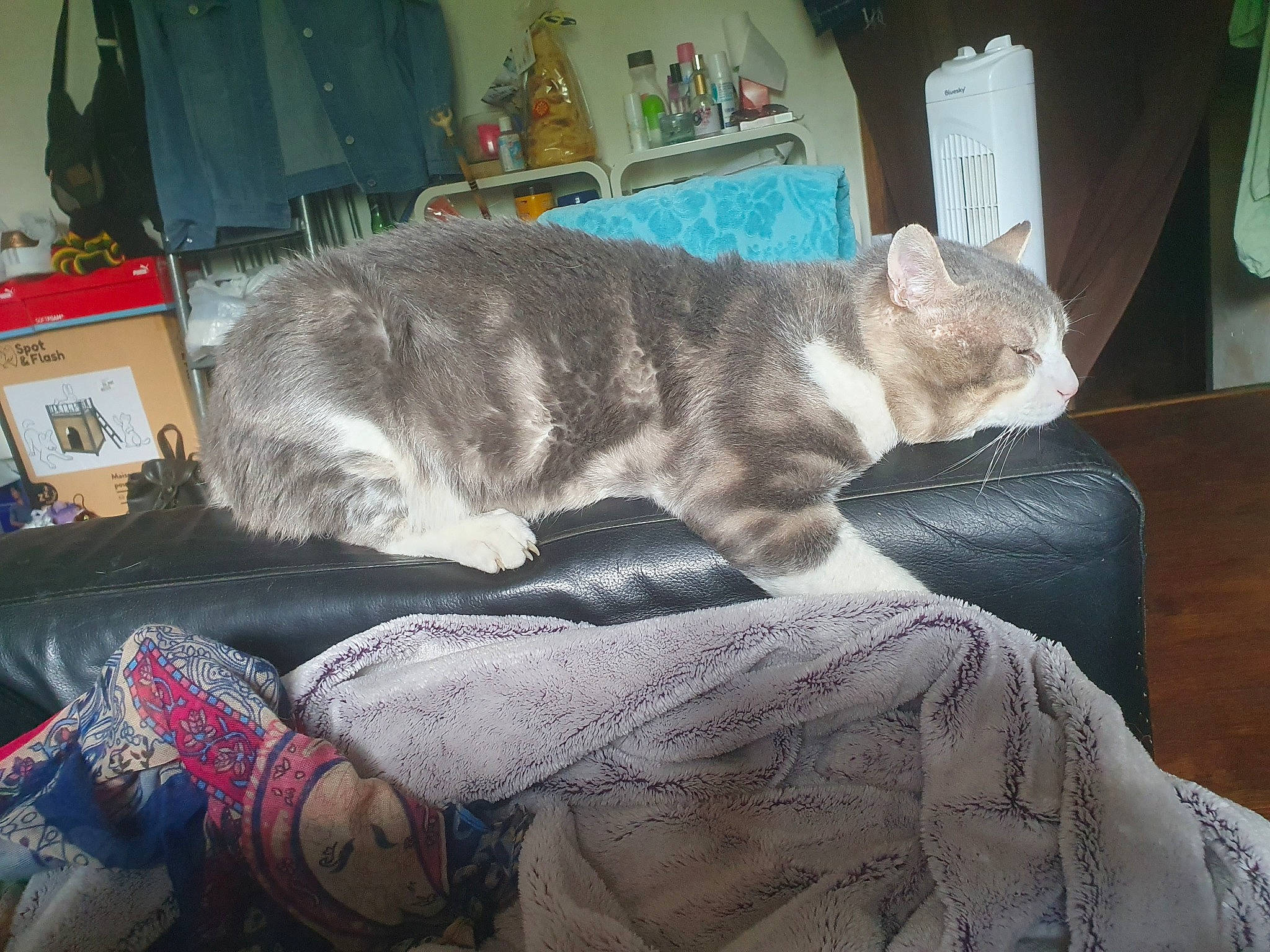 Vanille a rejoint le concours — aidez-le/la à gagner de superbes lots ! carnivore, cat, comfort, couch, domestic_short_haired_cat, felidae, fur, grey, human_leg, lap, linens, nap, paw, picture_frame, room, sitting, sleep, small_to_medium_sized_cats, tail, whiskers