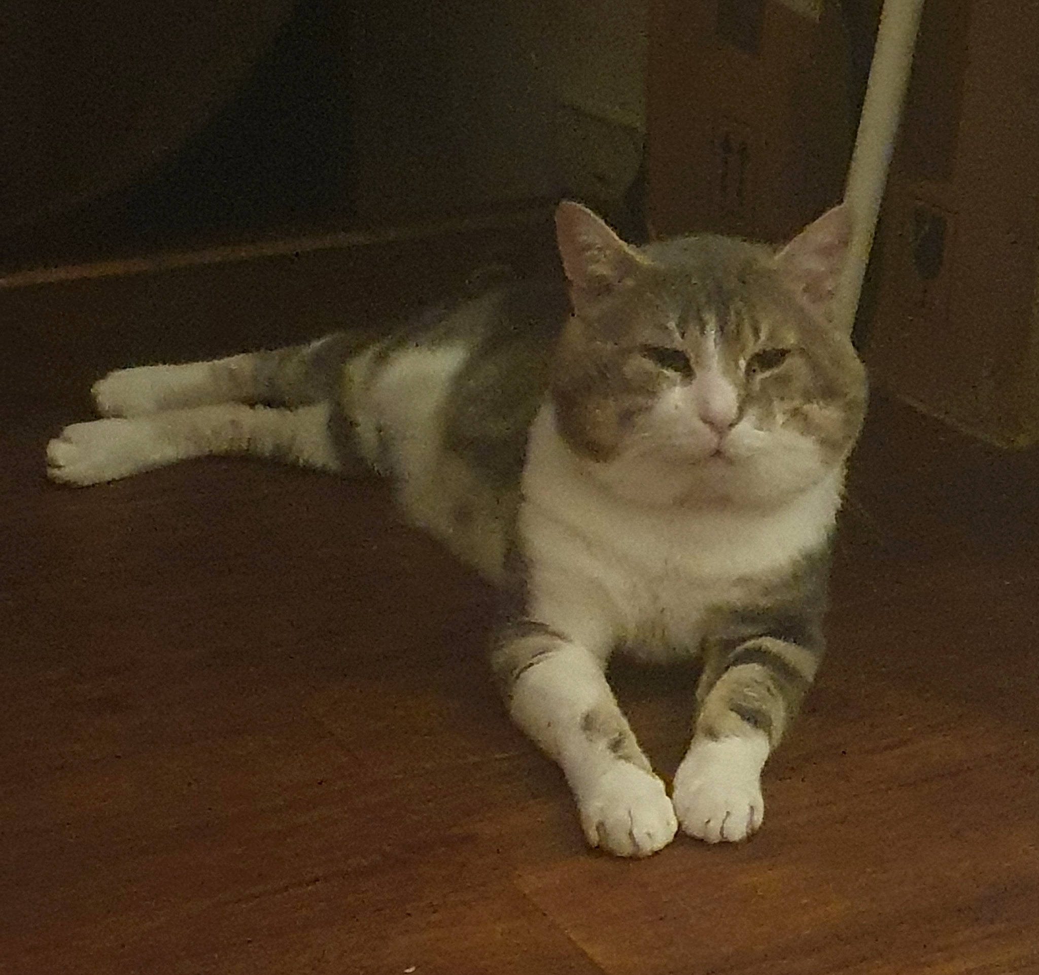 Vanille a rejoint le concours — aidez-le/la à gagner de superbes lots ! carnivore, cat, comfort, domestic_short_haired_cat, fawn, felidae, flooring, foot, fur, hardwood, paw, sitting, small_to_medium_sized_cats, snout, tail, terrestrial_animal, whiskers, window, wood