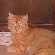 Maya a rejoint le concours — aidez-le/la à gagner de superbes lots ! cat, ginger_cat, tabby, feline, pet, orange_fur, long_hair, whiskers, glowing_eyes, paws, lying_down, portrait, indoor, closeup, wooden_background, blanket, sleepy, stare, flash_reflection, domestic