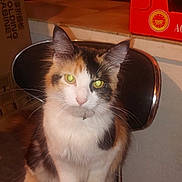 Maya a rejoint le concours — aidez-le/la à gagner de superbes lots ! calico_cat, cardboard_box, cat, chair, close_up, collar, curious, domestic_cat, feline, fur, indoor, kitchen, long_hair, looking_at_camera, metal_chair, pet, portrait, sitting, whiskers, yellow_eyes