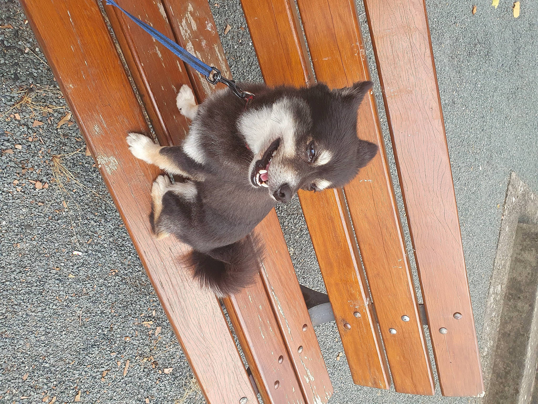 Sponny a rejoint le concours — aidez-le/la à gagner de superbes lots ! auto_part, carnivore, cat, concrete, dog_breed, felidae, flooring, foot, fur, grey, hardwood, paw, road_surface, small_to_medium_sized_cats, snout, tail, terrestrial_animal, whiskers, wood