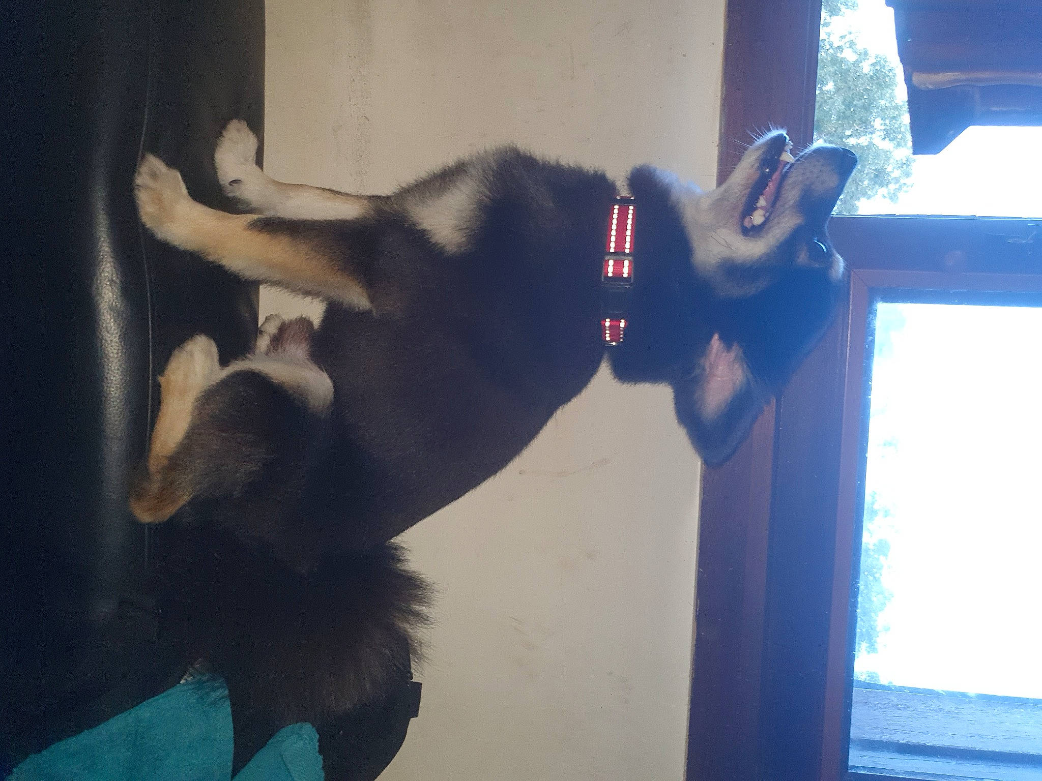 Sponny a rejoint le concours — aidez-le/la à gagner de superbes lots ! carnivore, collar, companion_dog, dog, dog_breed, dog_collar, elbow, electric_blue, fawn, felidae, fur, gesture, human_leg, small_to_medium_sized_cats, snout, sporting_group, tail, tints_and_shades, window, wrist