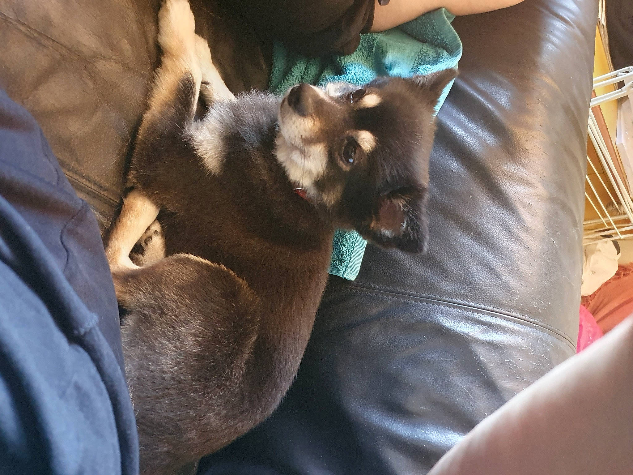 Sponny participe au concours pour gagner de l'argent avec cette photo : canidae, carnivore, cat, claw, comfort, companion_dog, dog_breed, domestic_short_haired_cat, fawn, felidae, fur, kitchen_utensil, nap, puppy, sleep, small_to_medium_sized_cats, sporting_group, whiskers, working_animal