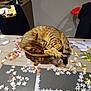 cat, tabby_cat, sleeping, bowl, puzzle_pieces, table, indoor, furniture, wood, chair, blanket, clothing, relaxation, pet, animal, cozy, curled_up, striped, domestic_cat, resting