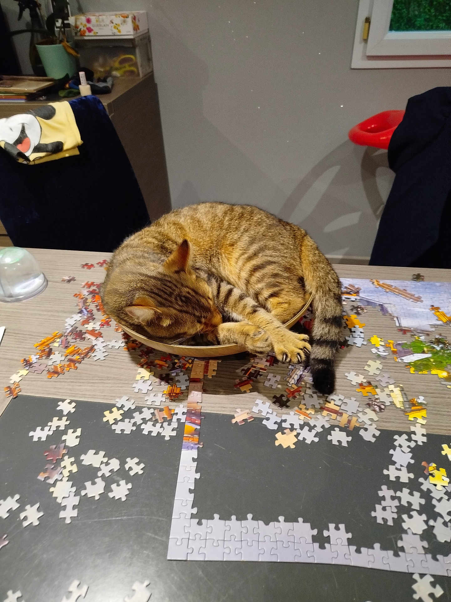 Kiwi a rejoint le concours — aidez-le/la à gagner de superbes lots ! cat, tabby_cat, sleeping, bowl, puzzle_pieces, table, indoor, furniture, wood, chair, blanket, clothing, relaxation, pet, animal, cozy, curled_up, striped, domestic_cat, resting