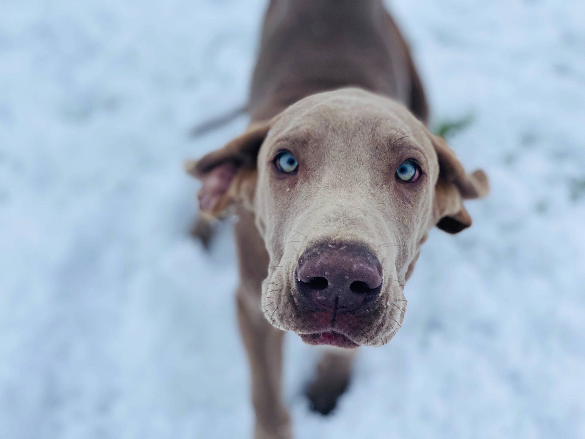 Charlie is registered to the contest to win money with this photo: canidae, carnivore, collar, dog, dog_breed, dog_collar, fawn, freezing, gun_dog, liver, non_sporting_group, pet_supply, pointing_breed, puppy, snout, snow, sporting_group, whiskers, winter, working_animal