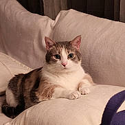 Nay Nay joined the competition — help win amazing prizes! cat, indoor, couch, pillow, feline, pet, fur, relaxed, animal, multicolored, cozy, curious_eyes, soft_lighting, beige, domestic_cat, whiskers, ears, nose, sitting, household