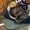 Skypa participe au concours pour gagner de l'argent avec cette photo : cat, tabby_cat, sleeping, pet_bed, plush_toys, penguin_toy, santa_hat, outdoor, fence, bamboo, quilted_bed, gray_cat, resting, cozy, animal, feline, mat, concrete_floor, toy, relaxation