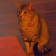 Skypa participe au concours pour gagner de l'argent avec cette photo : cat, tabby_cat, indoor, wooden_floor, furniture, pet, animal, sitting, looking, orange_light, shadow, flooring, domestic_cat, feline, household, quiet, still, curious, mammal, companion
