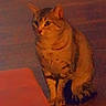 cat, tabby_cat, indoor, wooden_floor, furniture, pet, animal, sitting, looking, orange_light, shadow, flooring, domestic_cat, feline, household, quiet, still, curious, mammal, companion