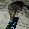 Suzie joined the competition — help win amazing prizes! animal, bed, blanket, cat, cozy, curious, cute, domestic, feline, fish, indoor, kitten, paw, pet, playing, screen, sleeping_area, smartphone, technology, young