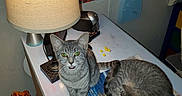 Suzie joined the competition — help win amazing prizes! butterflies, cat, colorful, cozy, curious, decor, desk, feline, flowers, household_items, indoor, lamp, pets, puzzle, resting, sitting_cat, sleeping_cat, tabby_cat, table, wallpaper