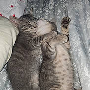 Suzie joined the competition — help win amazing prizes! animal, bedspread, cat, companion, cozy, cute, cute_animals, feline, floral_pattern, fur, gray_tabby, indoor, kitten, paw, pet, resting, sleeping, snuggling, whiskers, young