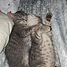 animal, bedspread, cat, companion, cozy, cute, cute_animals, feline, floral_pattern, fur, gray_tabby, indoor, kitten, paw, pet, resting, sleeping, snuggling, whiskers, young