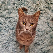 Mamma Kitty is registered to the contest to win money with this photo: cat, gray_cat, tabby, yellow_eyes, pet, animal, feline, whiskers, fur, curious, indoor, carpet, soft_rug, close_up, looking_up, cute, domestic_cat, mammal, cozy, fluffy