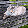 Neige a rejoint le concours — aidez-le/la à gagner de superbes lots ! animal, bench, blue_eyes, cat, closeup, cute, daylight, domestic_animal, ears, feline, fluffy, fur, grass, nature, outdoor, pet, relaxed, sitting, whiskers, wooden_bench