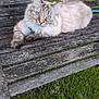Neige a rejoint le concours — aidez-le/la à gagner de superbes lots ! animal, bench, blue_eyes, cat, close_up, curious, daylight, domestic_cat, feline, fluffy, grass, nature, outdoor, pet, portrait, relaxed, resting, tabby, whiskers, wooden_bench