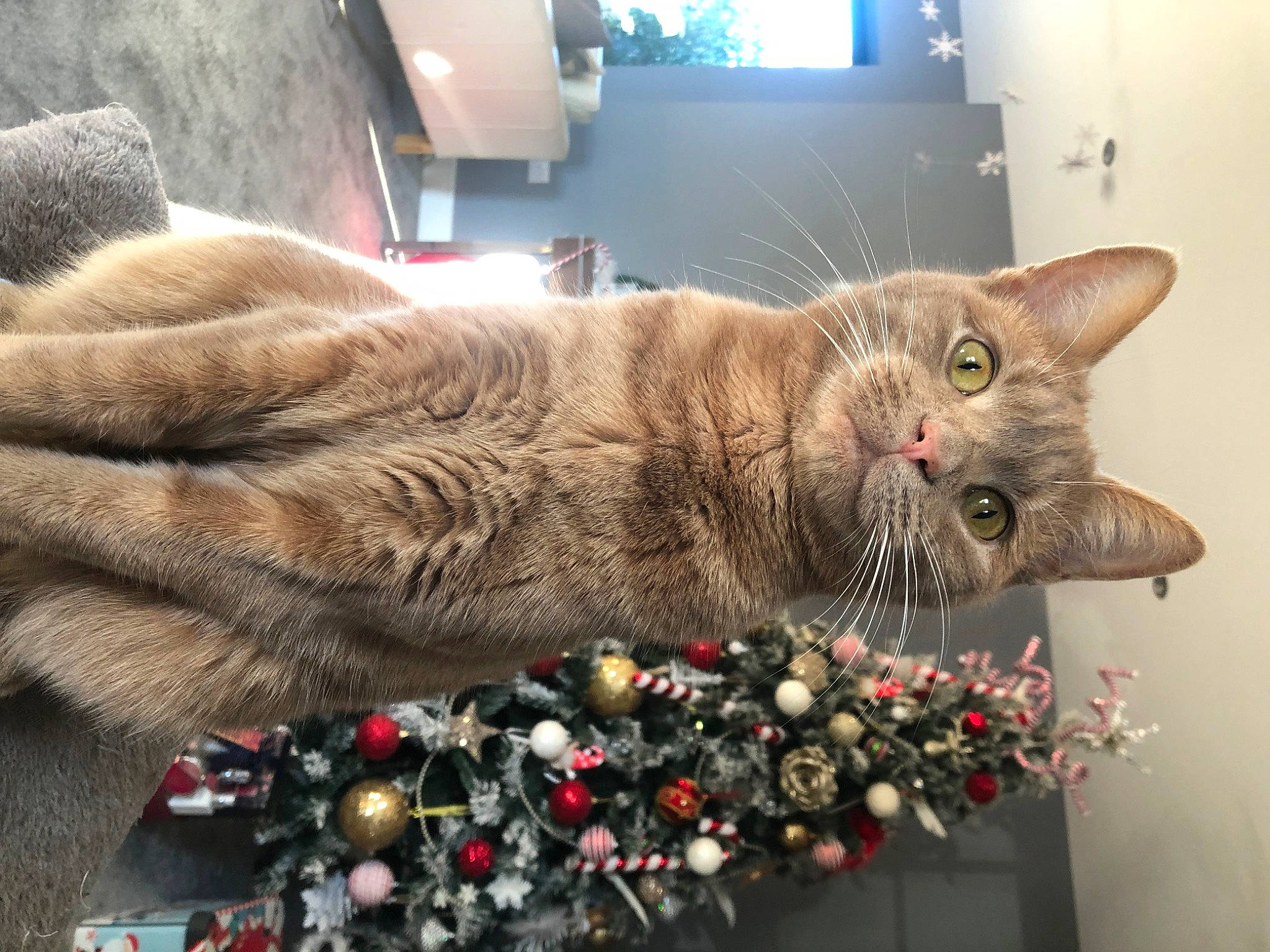 Fatboy joined the competition — help win amazing prizes! carnivore, cat, chartreux, christmas_tree, claw, domestic_short_haired_cat, event, felidae, fur, paw, small_to_medium_sized_cats, tail, tree, whiskers, window