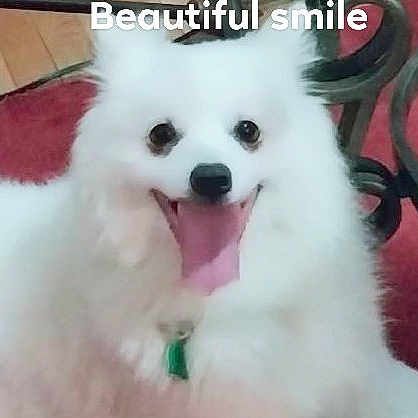 Snowball