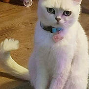 Lili participe au concours pour gagner de l'argent avec cette photo : animal, carpet, cat, closeup, collar, cute, domestic_cat, ears, floor, fluffy, furniture_leg, indoor, looking, pet, pink_paw, sitting, tail, whiskers, white_cat, wooden_floor