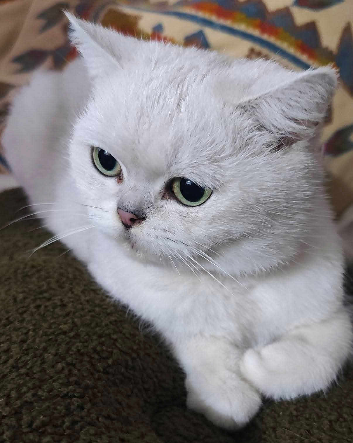 Lili a rejoint le concours — aidez-le/la à gagner de superbes lots ! animal, blanket, cat, close_up, cute, domestic_cat, feline, fluffy, fur, green_eyes, indoor, mammal, paws, pet, portrait, relaxed, resting, soft, whiskers, white_cat