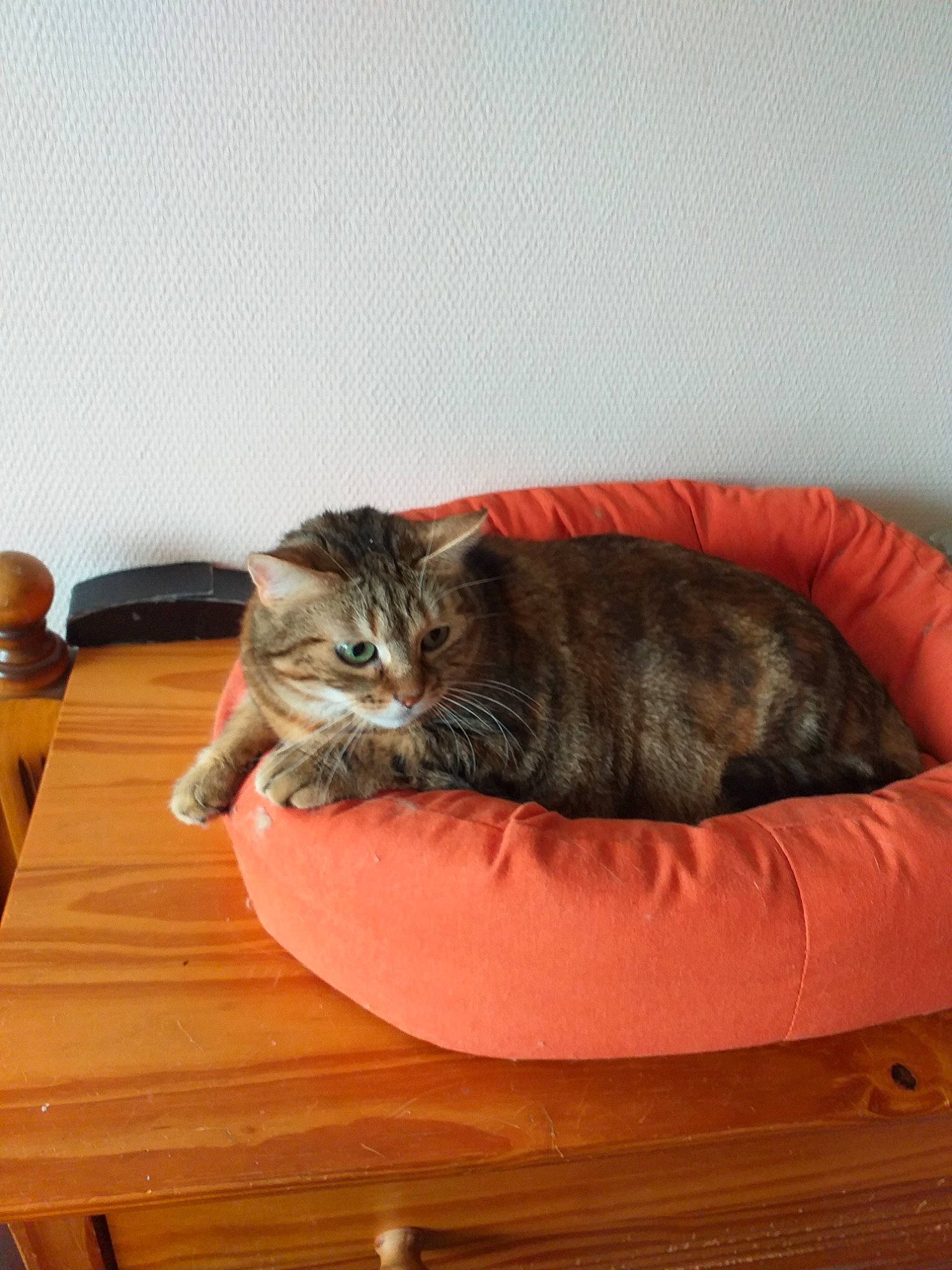 Pimprenelle a rejoint le concours — aidez-le/la à gagner de superbes lots ! asian, carnivore, cat, cat_bed, comfort, domestic_short_haired_cat, european_shorthair, felidae, furniture, kitten, small_to_medium_sized_cats, tabby_cat, tail, whiskers, wood