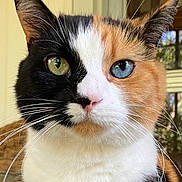 Cleopatrick joined the competition — help win amazing prizes! animal_photography, black_fur, blue_eye, calico_cat, cat, close_up, ears, face, feline, fur, green_eye, heterochromia, indoors, natural_light, orange_fur, pink_nose, portrait, whiskers, white_fur, window