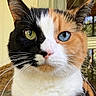 animal_photography, black_fur, blue_eye, calico_cat, cat, close_up, ears, face, feline, fur, green_eye, heterochromia, indoors, natural_light, orange_fur, pink_nose, portrait, whiskers, white_fur, window