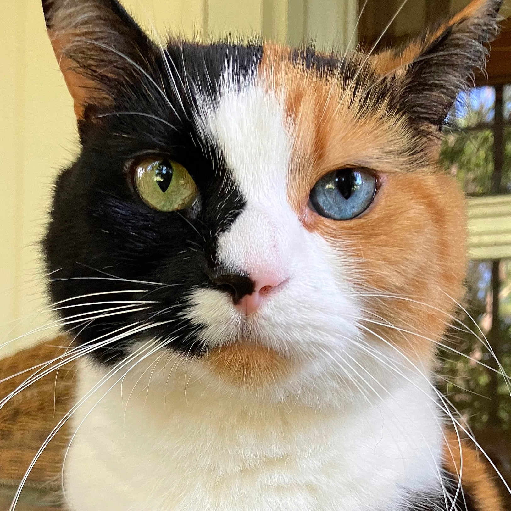 Cleopatrick joined the competition — help win amazing prizes! animal_photography, black_fur, blue_eye, calico_cat, cat, close_up, ears, face, feline, fur, green_eye, heterochromia, indoors, natural_light, orange_fur, pink_nose, portrait, whiskers, white_fur, window