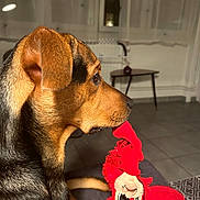 Venom a rejoint le concours — aidez-le/la à gagner de superbes lots ! adult, animal, ball, blanket, canine, dog, football, furniture, germanshepherd, hound, indoors, interiordesign, male, man, person, pet, puppy, soccer, soccerball, sport