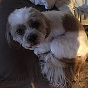 Guizmo a rejoint le concours — aidez-le/la à gagner de superbes lots ! canidae, carnivore, cavachon, cavapoo, cockapoo, companion_dog, dog, dog_breed, fur, head, kyi_leo, lhasa_apso, maltepoo, mammal, nose, puppy, puppy_love, shih_poo, shih_tzu, snout