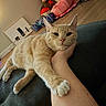 animal, beige_cat, cat, couch, cozy, domestic, floor, furniture, hand, home, indoor, paw, person_arm, pet, pillow, relaxed, resting, stretching, stuffed_animal, whiskers