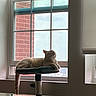 Ghost is registered to the contest to win money with this photo: cat, cat_tree, window, indoor, sunlight, red_brick, building, pet, feline, relaxing, resting, domestic_animal, home, daylight, tail, paws, quiet, peaceful, comfort, animal