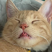 Ghost is registered to the contest to win money with this photo: cat, ginger_cat, sleeping, close_up, face, whiskers, ears, nose, teeth, tongue, fur, pet, domestic_animal, collar, golden_tag, relaxed, cute, indoors, blanket, resting