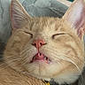 blanket, cat, close_up, collar, cute, domestic_animal, ears, face, fur, ginger_cat, golden_tag, indoors, nose, pet, relaxed, resting, sleeping, teeth, tongue, whiskers