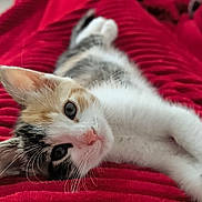 Yumi participe au concours pour gagner de l'argent avec cette photo : animal, calico, cat, closeup, comfortable, cozy, curious, cute, feline, home, indoor, kitten, laying, pet, pink_nose, red_blanket, relaxed, soft_fur, texture, whiskers