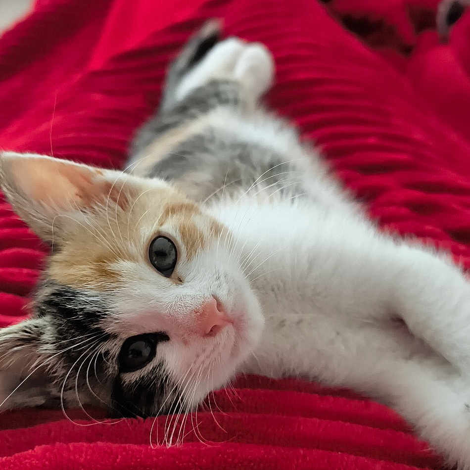 Yumi