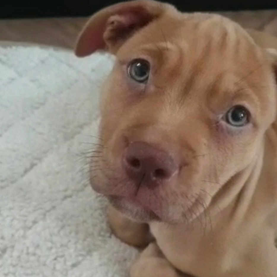 Ice a rejoint le concours — aidez-le/la à gagner de superbes lots ! animal, blanket, boxer, bulldog, canine, dog, face, frenchbulldog, head, hound, husky, labradorretriever, person, pet, photography, pitbull, portrait, puppy, snout, whitedog