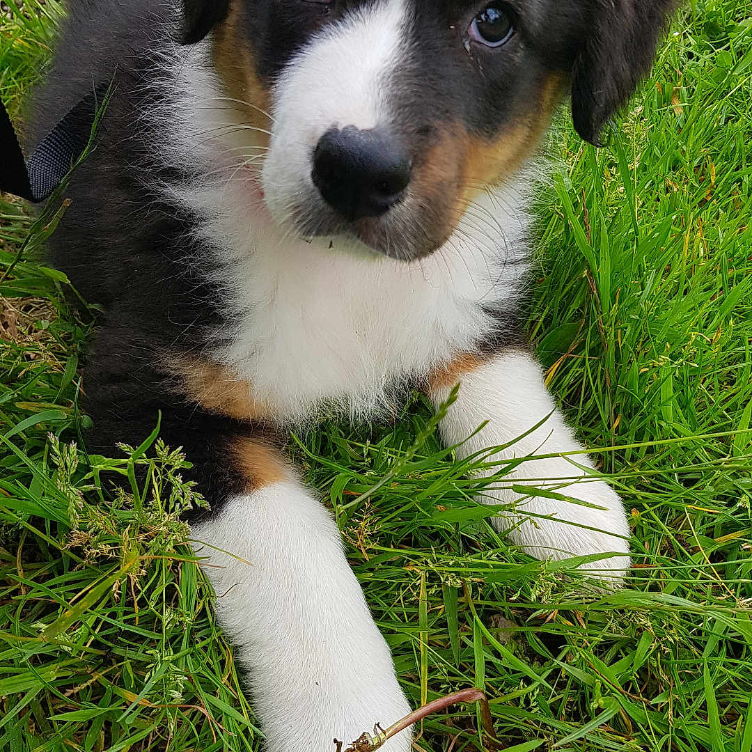 Jess a rejoint le concours — aidez-le/la à gagner de superbes lots ! animal, appenzeller, beagle, canine, cockerspaniel, collie, dog, field, grass, grassland, hound, husky, lawn, nature, outdoors, papillon, pet, plant, puppy, terrier