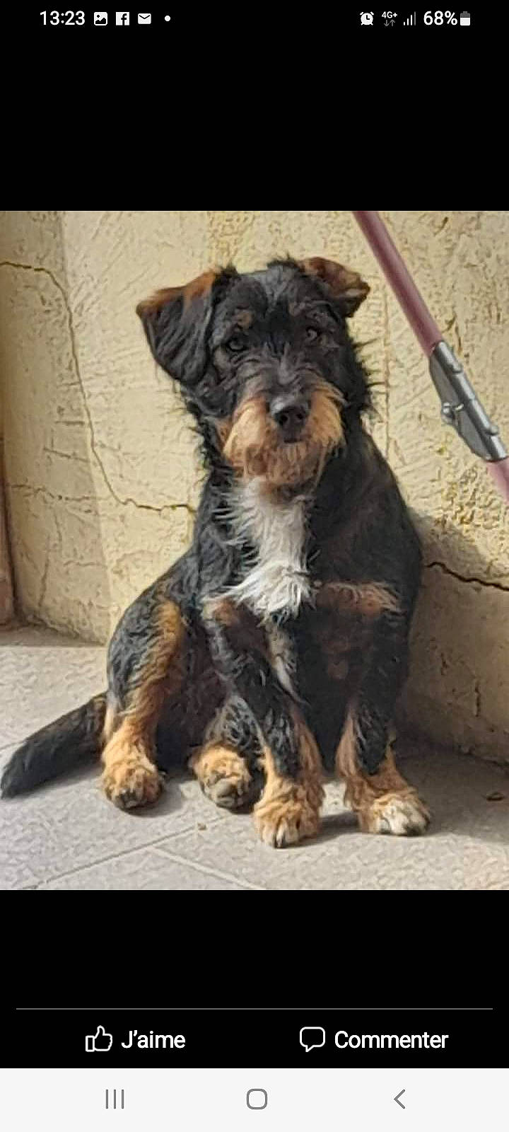 Pablo a rejoint le concours — aidez-le/la à gagner de superbes lots ! canidae, carnivore, companion_dog, dog, dog_breed, fur, small_terrier, snout, sporting_group, terrier, water_dog, working_animal, working_dog