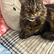 Cookie joined the competition — help win amazing prizes! cat, tabby, pet, feline, collar, bell, whiskers, green_eyes, fluffy, pillow, blanket, striped, indoor, cozy, resting, cute, soft, closeup, animal, domestic