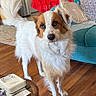 dog, white, brown, fluffy, standing, living_room, wooden_floor, couch, cushion, curious, pet, indoors, furniture, home, animal, canine, alert, looking, floor, decor